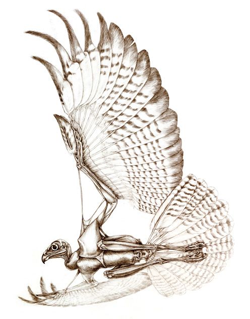 Buzzard lrg1.jpg